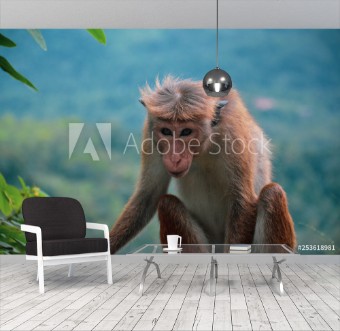 Picture of Neugieriger Affe in freier Natur